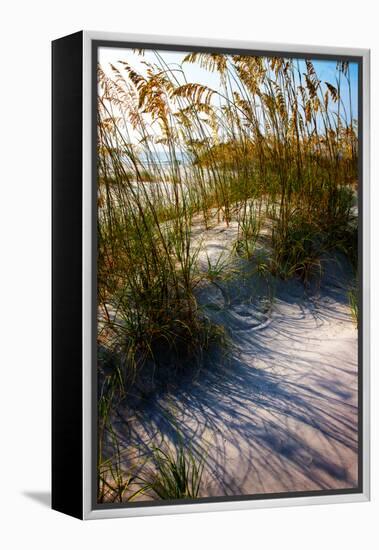 Sea Oats & Shadow I-Alan Hausenflock-Framed Stretched Canvas