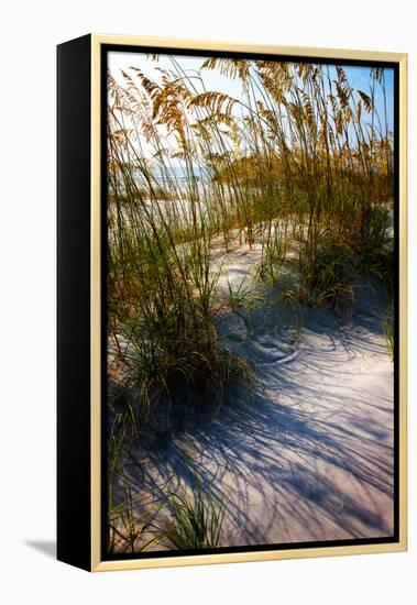 Sea Oats & Shadow I-Alan Hausenflock-Framed Stretched Canvas