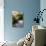 Sea Oats & Shadow I-Alan Hausenflock-Photo displayed on a wall