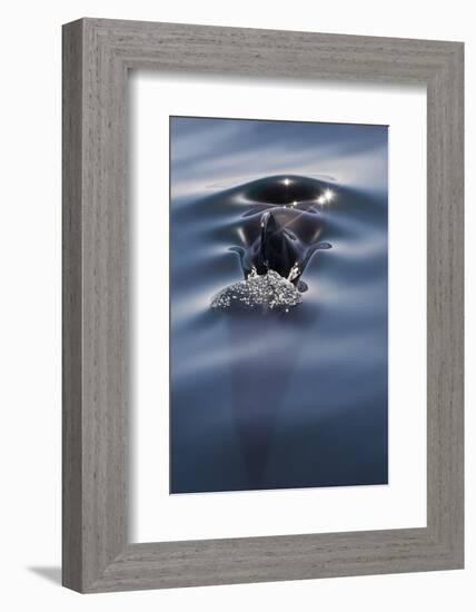 Sea of Cortez, Baja, Mexico. a Short-Finned Pilot Whale Surfaces-Janet Muir-Framed Photographic Print