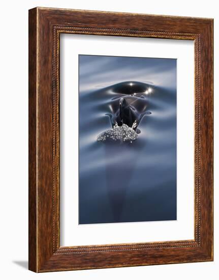 Sea of Cortez, Baja, Mexico. a Short-Finned Pilot Whale Surfaces-Janet Muir-Framed Photographic Print