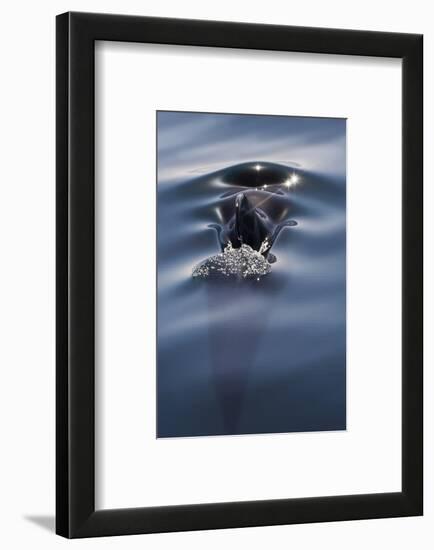 Sea of Cortez, Baja, Mexico. a Short-Finned Pilot Whale Surfaces-Janet Muir-Framed Photographic Print