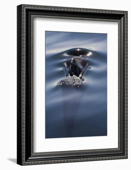 Sea of Cortez, Baja, Mexico. a Short-Finned Pilot Whale Surfaces-Janet Muir-Framed Photographic Print