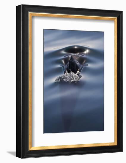 Sea of Cortez, Baja, Mexico. a Short-Finned Pilot Whale Surfaces-Janet Muir-Framed Photographic Print