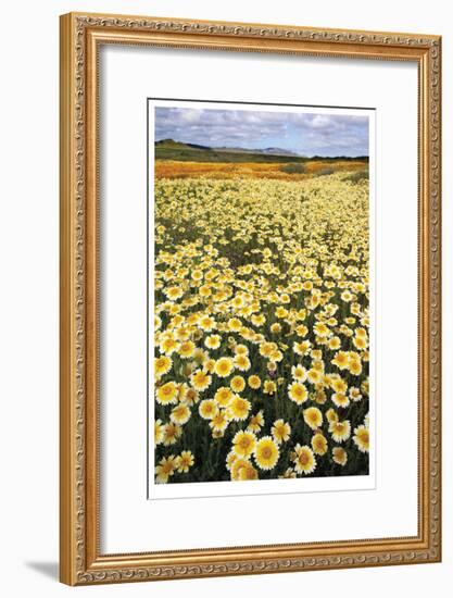 Sea of Flowers I-Donald Paulson-Framed Giclee Print