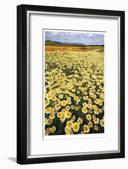 Sea of Flowers I-Donald Paulson-Framed Giclee Print