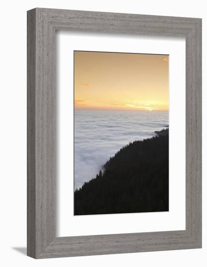 Sea of fog at the Feldberg at sunrise, Black Forest, Baden-Wurttemberg, Germany-Markus Lange-Framed Photographic Print