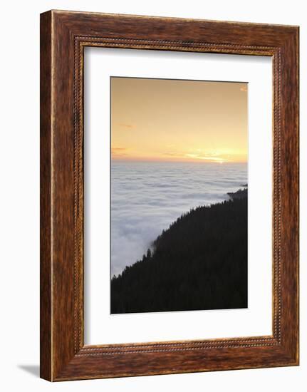 Sea of fog at the Feldberg at sunrise, Black Forest, Baden-Wurttemberg, Germany-Markus Lange-Framed Photographic Print