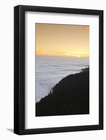 Sea of fog at the Feldberg at sunrise, Black Forest, Baden-Wurttemberg, Germany-Markus Lange-Framed Photographic Print