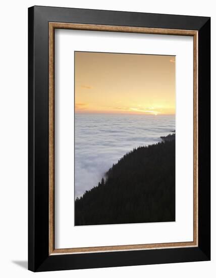 Sea of fog at the Feldberg at sunrise, Black Forest, Baden-Wurttemberg, Germany-Markus Lange-Framed Photographic Print