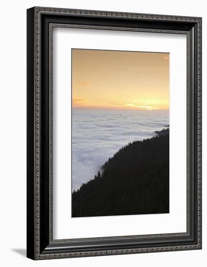 Sea of fog at the Feldberg at sunrise, Black Forest, Baden-Wurttemberg, Germany-Markus Lange-Framed Photographic Print