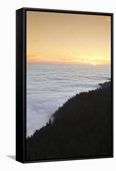 Sea of fog at the Feldberg at sunrise, Black Forest, Baden-Wurttemberg, Germany-Markus Lange-Framed Stretched Canvas