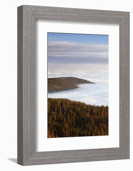 Sea of fog at the Feldberg at sunrise, Black Forest, Baden-Wurttemberg, Germany-Markus Lange-Framed Photographic Print