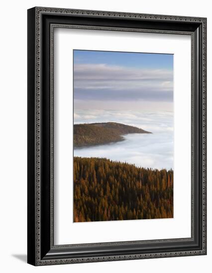 Sea of fog at the Feldberg at sunrise, Black Forest, Baden-Wurttemberg, Germany-Markus Lange-Framed Photographic Print