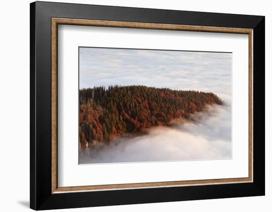 Sea of fog at the Feldberg at sunrise, Black Forest, Baden-Wurttemberg, Germany-Markus Lange-Framed Photographic Print