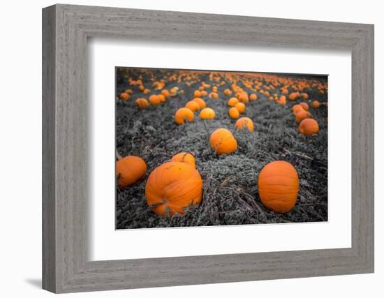 Sea of Pumpkins-Tim Oldford-Framed Photographic Print