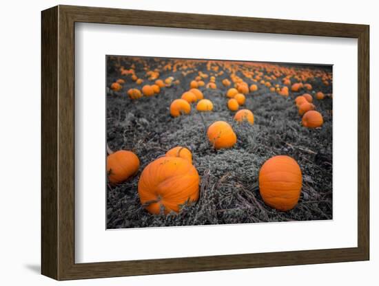 Sea of Pumpkins-Tim Oldford-Framed Photographic Print