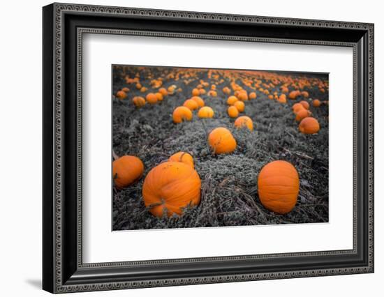 Sea of Pumpkins-Tim Oldford-Framed Photographic Print