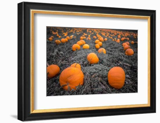 Sea of Pumpkins-Tim Oldford-Framed Photographic Print