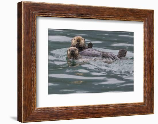 Sea otter and pup, Icy Strait, Alaska, USA-Art Wolfe-Framed Photographic Print