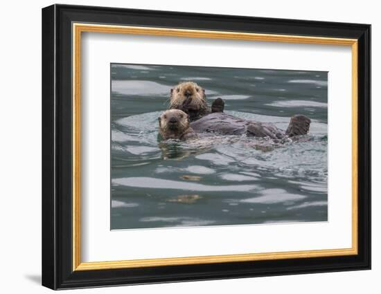 Sea otter and pup, Icy Strait, Alaska, USA-Art Wolfe-Framed Photographic Print