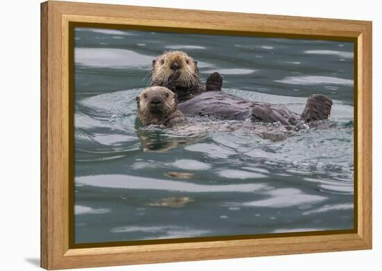 Sea otter and pup, Icy Strait, Alaska, USA-Art Wolfe-Framed Premier Image Canvas
