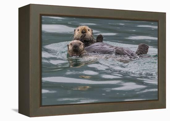 Sea otter and pup, Icy Strait, Alaska, USA-Art Wolfe-Framed Premier Image Canvas