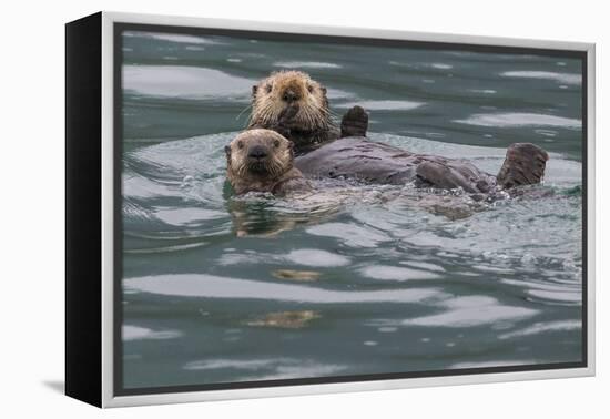 Sea otter and pup, Icy Strait, Alaska, USA-Art Wolfe-Framed Premier Image Canvas