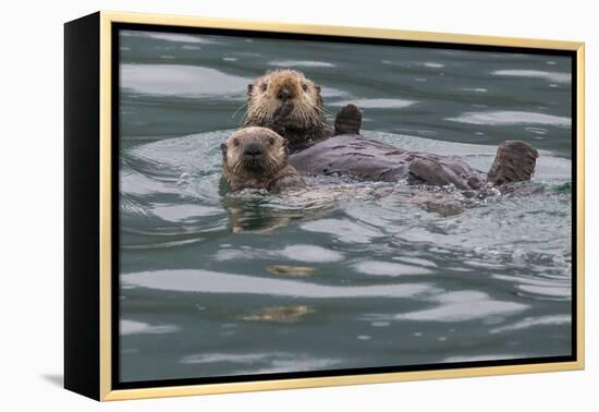 Sea otter and pup, Icy Strait, Alaska, USA-Art Wolfe-Framed Premier Image Canvas