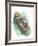 Sea Otter Enhydra Lutris Resting with Cub in Water-null-Framed Giclee Print