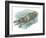 Sea Otter Enhydra Lutris Sleeping in Water-null-Framed Giclee Print