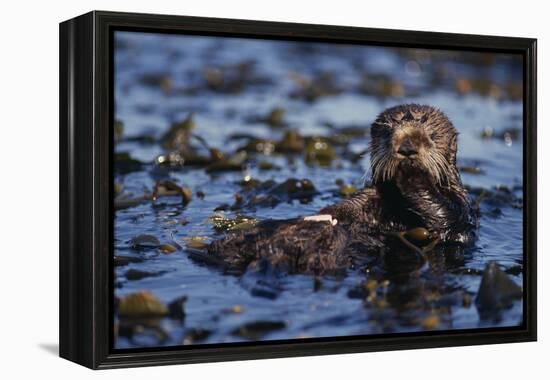 Sea Otter Floating in Kelp-DLILLC-Framed Premier Image Canvas