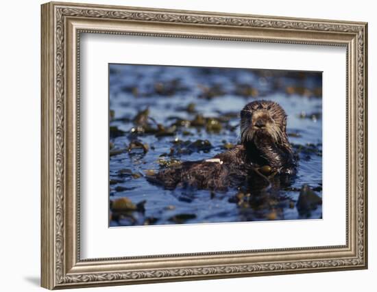 Sea Otter Floating in Kelp-DLILLC-Framed Photographic Print