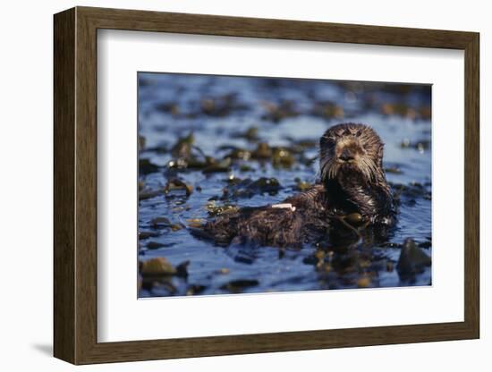 Sea Otter Floating in Kelp-DLILLC-Framed Photographic Print