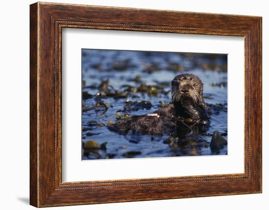 Sea Otter Floating in Kelp-DLILLC-Framed Photographic Print