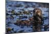 Sea Otter Floating in Kelp-DLILLC-Mounted Photographic Print