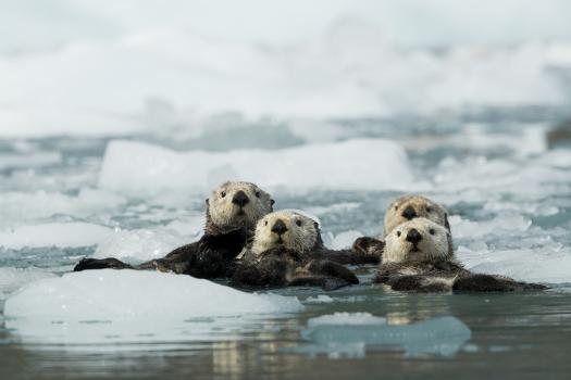 Sea otter group of four resting among sea ice, Alaska, USA