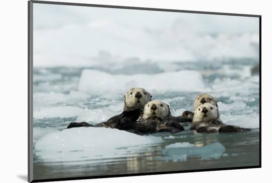 Sea otter group of four resting among sea ice, Alaska, USA-Danny Green-Mounted Photographic Print