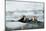 Sea otter group of four resting among sea ice, Alaska, USA-Danny Green-Mounted Photographic Print