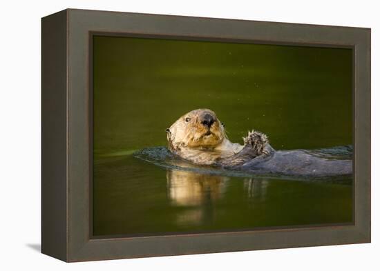 Sea Otter in Afognak Bay at Kodiak Island-Paul Souders-Framed Premier Image Canvas