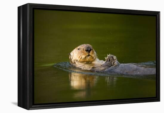 Sea Otter in Afognak Bay at Kodiak Island-Paul Souders-Framed Premier Image Canvas