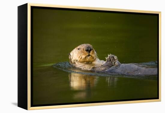 Sea Otter in Afognak Bay at Kodiak Island-Paul Souders-Framed Premier Image Canvas