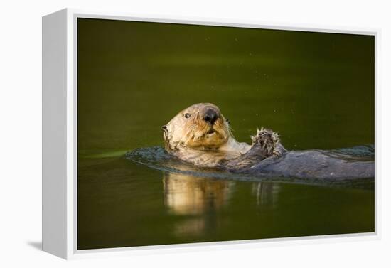 Sea Otter in Afognak Bay at Kodiak Island-Paul Souders-Framed Premier Image Canvas