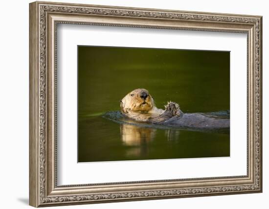 Sea Otter in Afognak Bay at Kodiak Island-Paul Souders-Framed Photographic Print