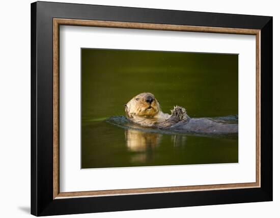 Sea Otter in Afognak Bay at Kodiak Island-Paul Souders-Framed Photographic Print