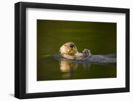 Sea Otter in Afognak Bay at Kodiak Island-Paul Souders-Framed Photographic Print