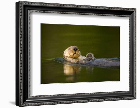 Sea Otter in Afognak Bay at Kodiak Island-Paul Souders-Framed Photographic Print