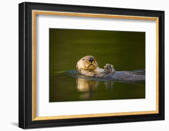 Sea Otter in Afognak Bay at Kodiak Island-Paul Souders-Framed Photographic Print