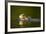 Sea Otter in Afognak Bay at Kodiak Island-Paul Souders-Framed Photographic Print