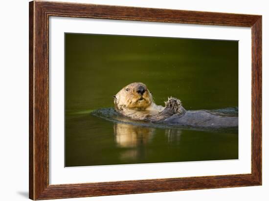 Sea Otter in Afognak Bay at Kodiak Island-Paul Souders-Framed Photographic Print